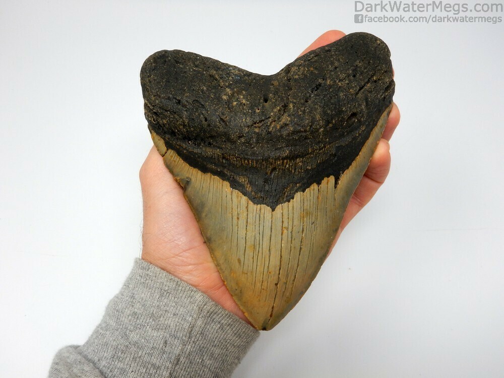 5.87&quot; giant megalodon
