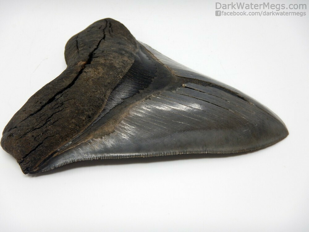 5.47&quot; sharply serrated monster megalodon