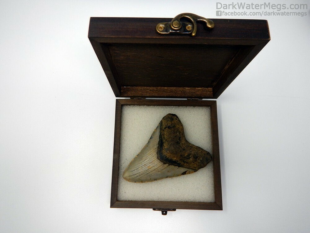 4.33&quot;  Beautiful megalodon in box