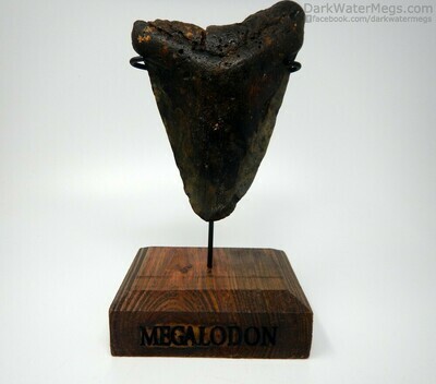 5.86" massive megalodon with stand
