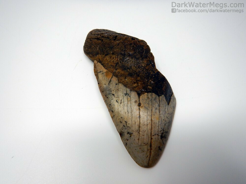 5.42&quot; bargain megalodon
