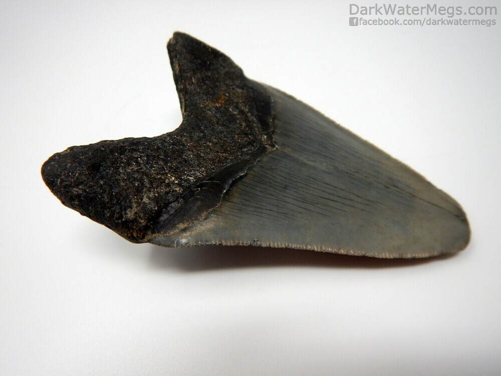 3.61&quot; sharp megalodon