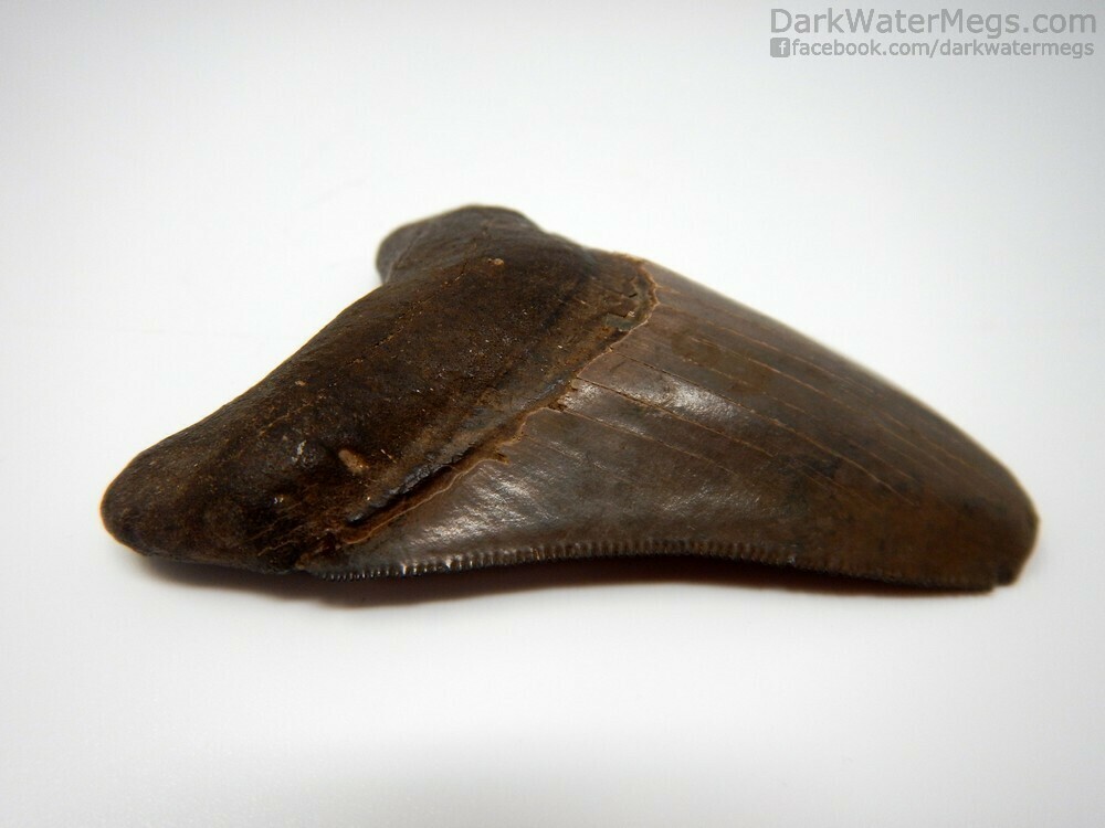 3.29&quot; sharply serrated megalodon
