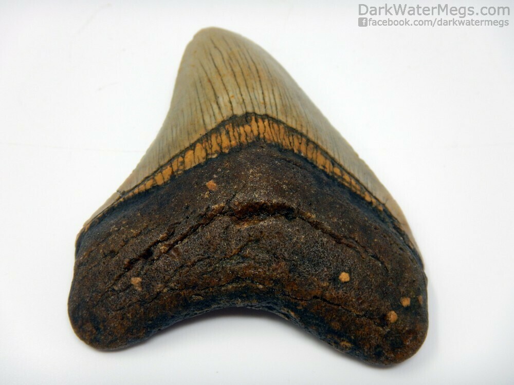 3.69&quot; orange and tan curved megalodon