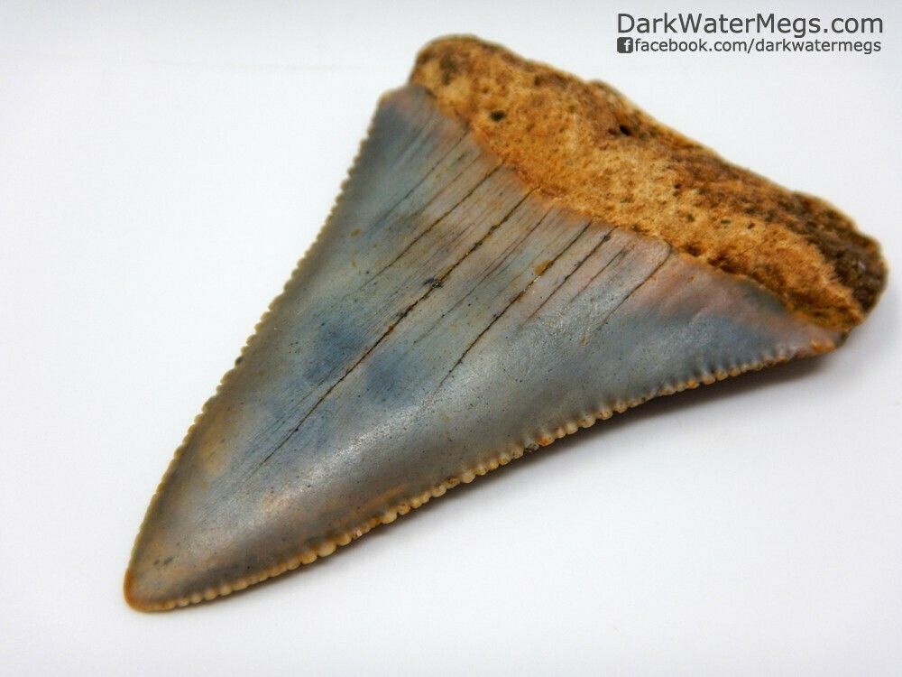 2.37&quot; long great white fossil