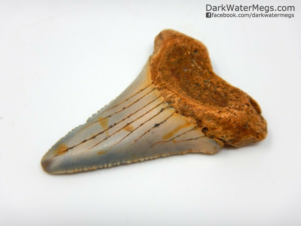 1.71&quot; orange root great white lower