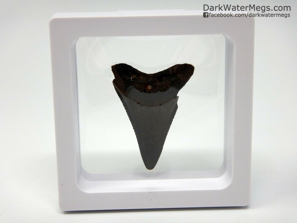 1.62" dark great white megalodon fossil