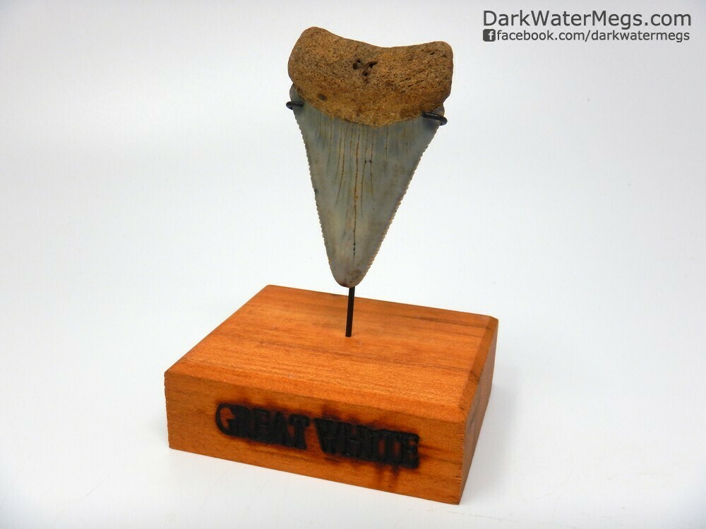 2.68&quot; giant great white fossil on stand