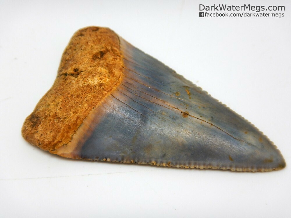 2.36&quot; beautiful multi colored great white tooth