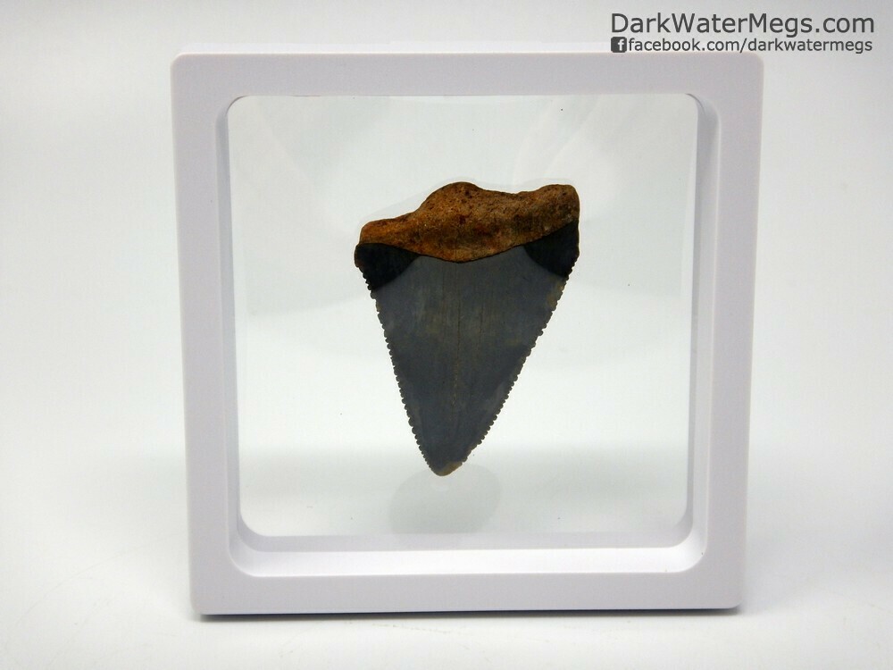 2.06&quot; dark great white fossil in floating frame