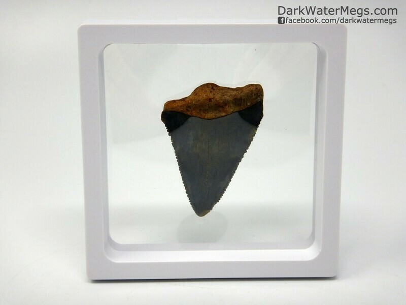 2.06&quot; dark great white fossil in floating frame