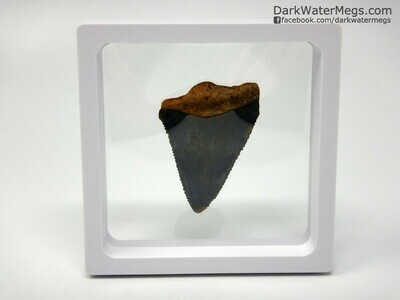 2.06" dark great white fossil in floating frame