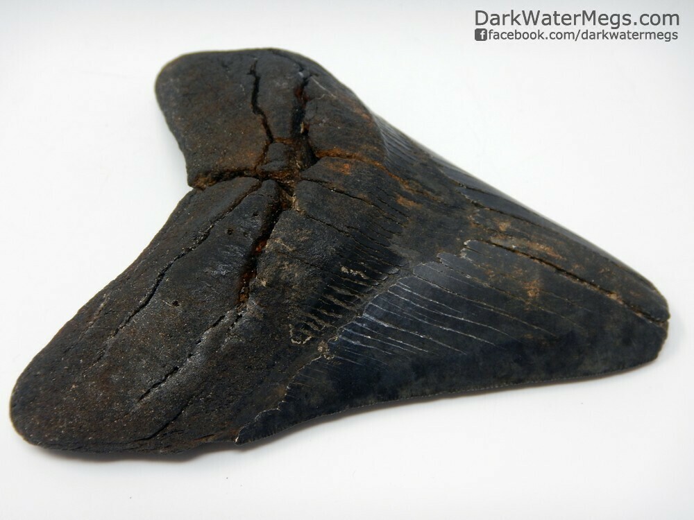 5.08&quot; Very wide megalodon tooth
