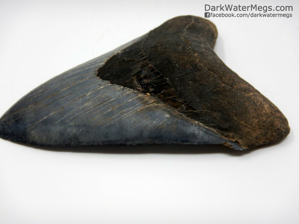 5.20&quot; Grey &amp; Blue sharply serrated megalodon tooth