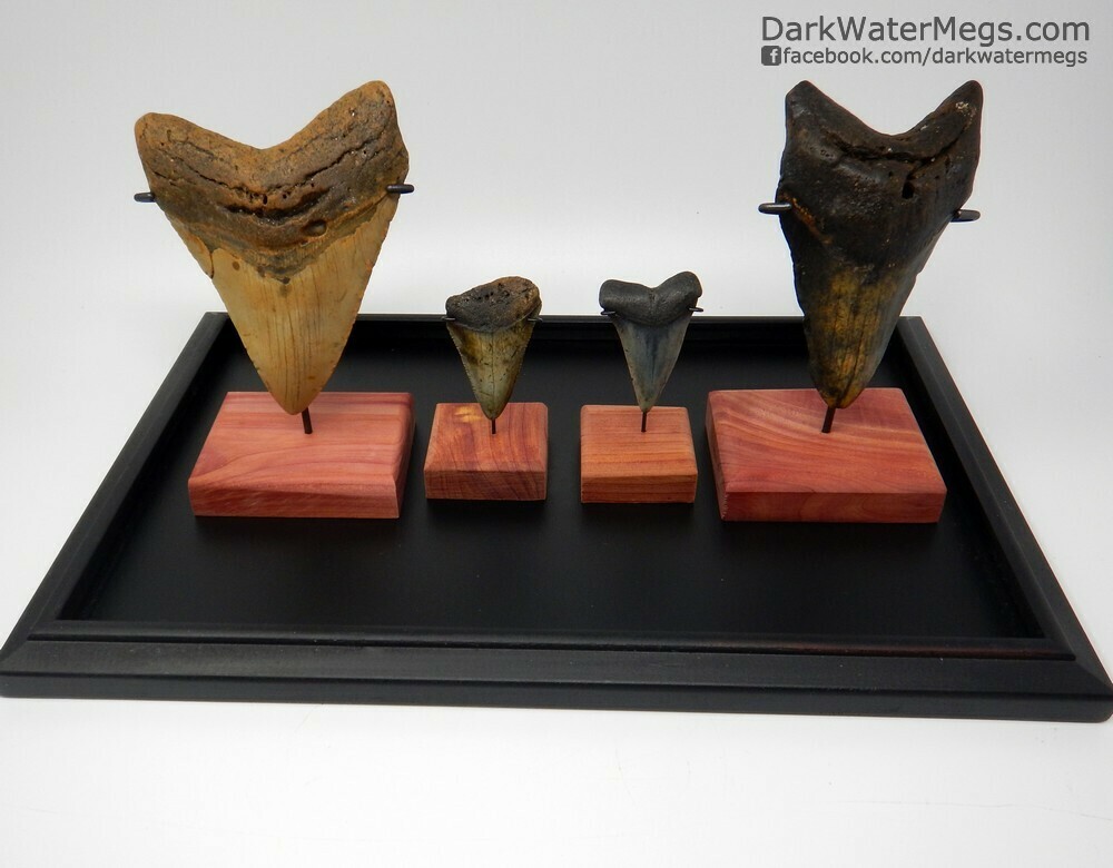 5.23&quot;  5.02&quot;  2.31&quot;  2.28&quot;  Ancient Ocean Predator Set In Case