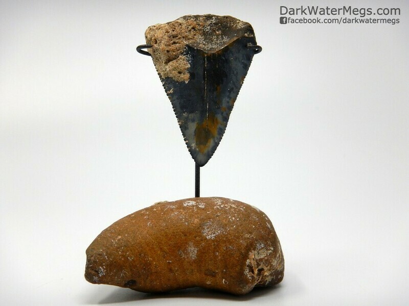 2.05&quot; patterned blade great white tooth on whale ear stand