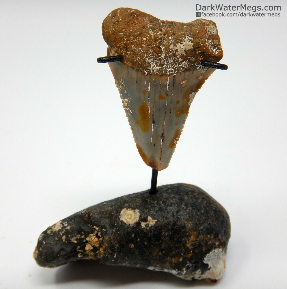 1.60&quot; light colored great white tooth on whale ear stand