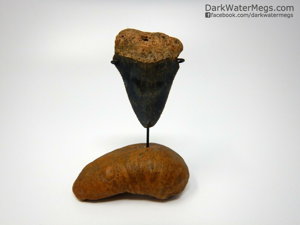2.38&quot; large great white tooth on whale ear stand