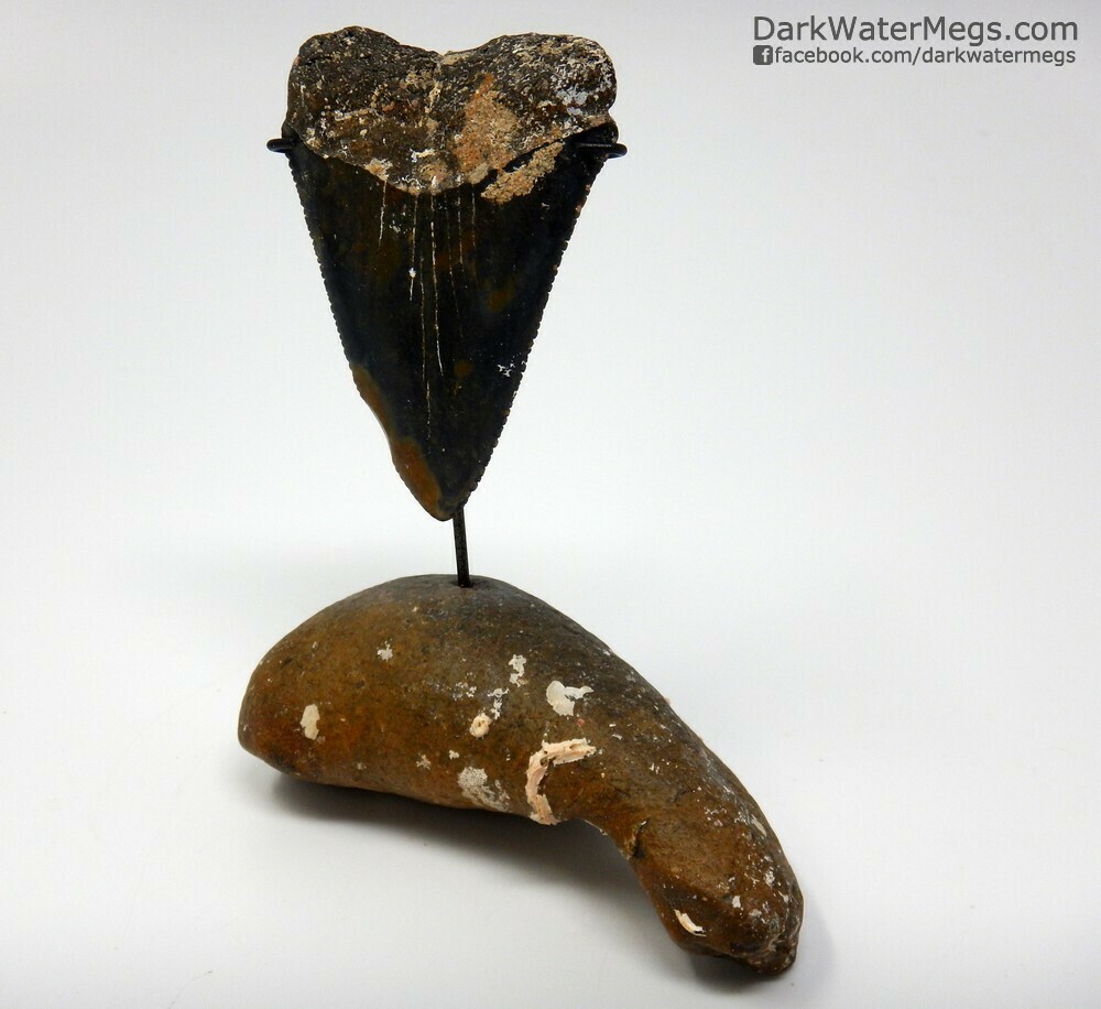 2.45&quot; monster speckled great white tooth on whale ear stand