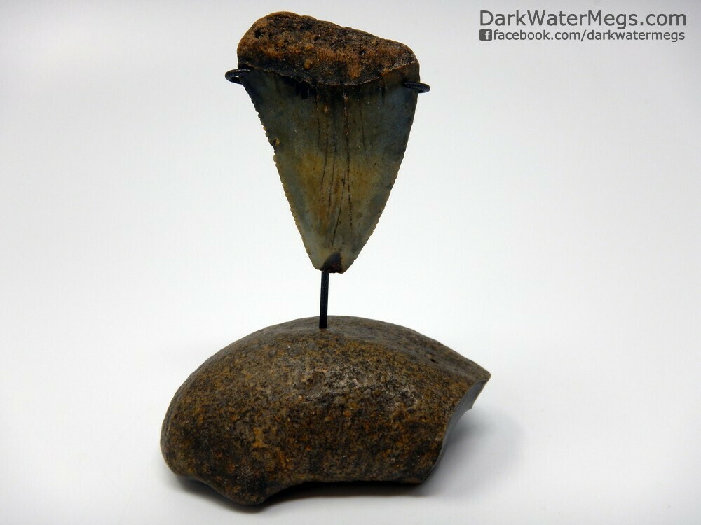 2.10&quot; big great white tooth on whale ear stand