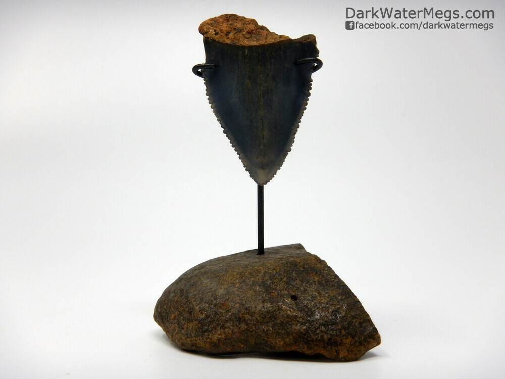 1.77&quot; heavily serrated great white tooth on whale ear stand