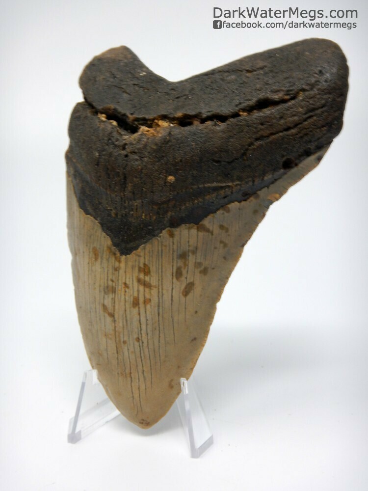 4.91&quot; Bargain Megalodon on Clear Stand