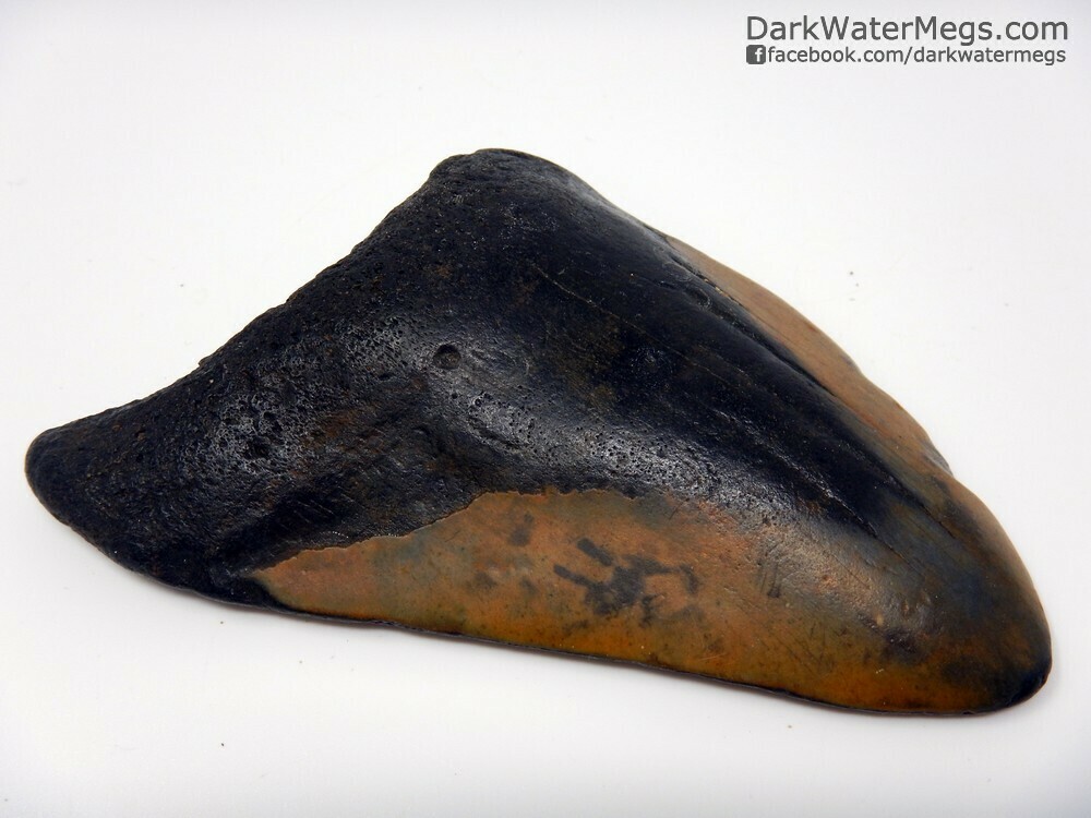 4.61&quot; Black and Orange Megalodon