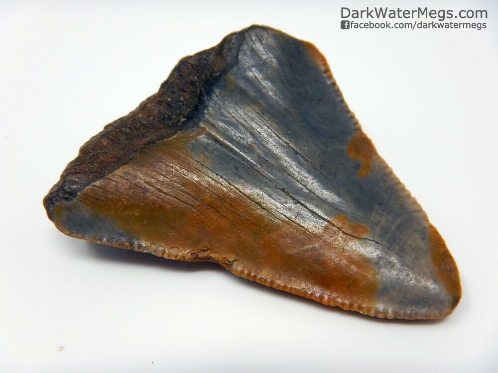 2.13&quot; Heavily patterned megalodon