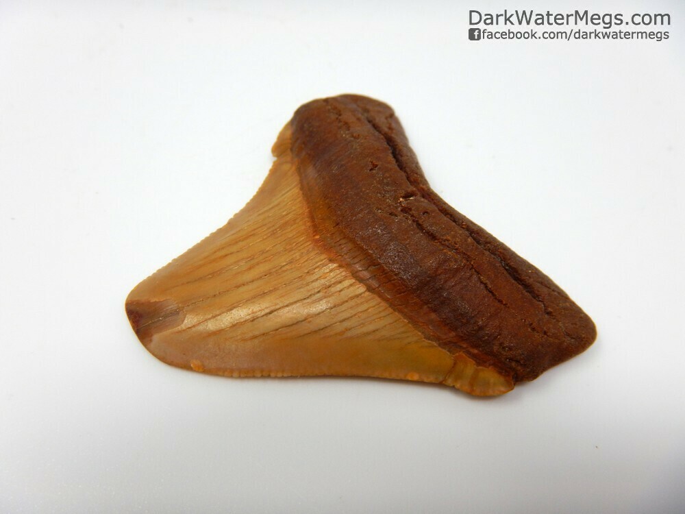 1.87&quot; Orange on Orange Megalodon / Chubutensis