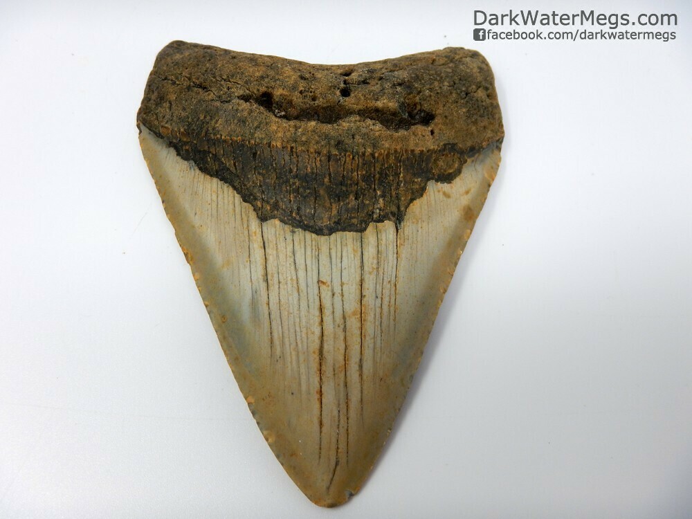 4.57&quot; Beautiful megalodon tooth