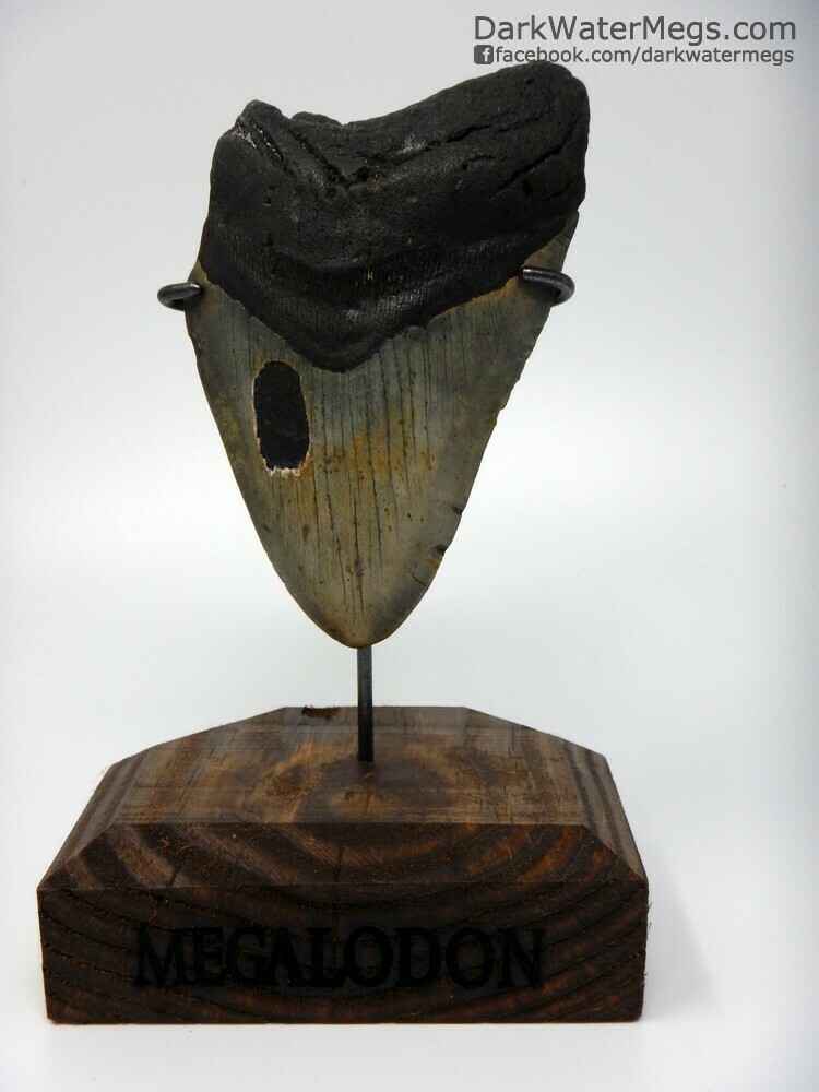 5.14&quot; Bargain Megalodon on On Stand