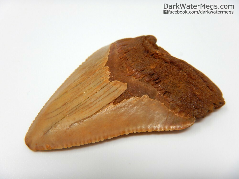 2.06&quot; Very Orange Megalodon