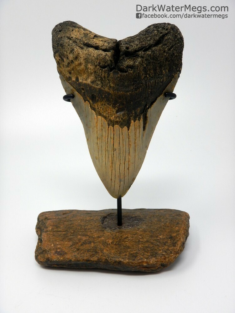 4.97&quot; Lower megalodon on whale bone stand
