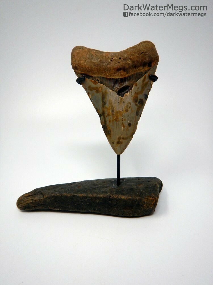 4.67&quot; Nice large megalodon on dark whale bone stand