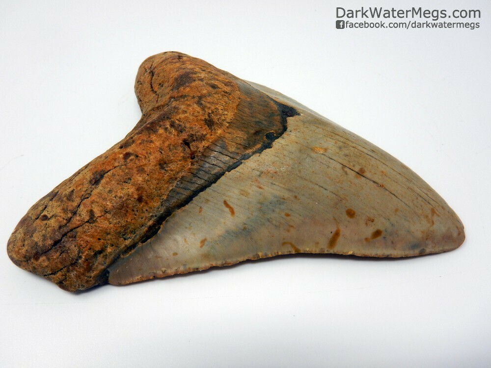 4.88&quot; Beautiful megalodon tooth