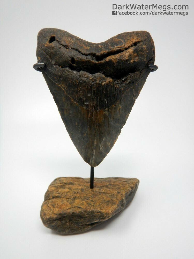4.90&quot; Nice large dark megalodon on light whale bone stand