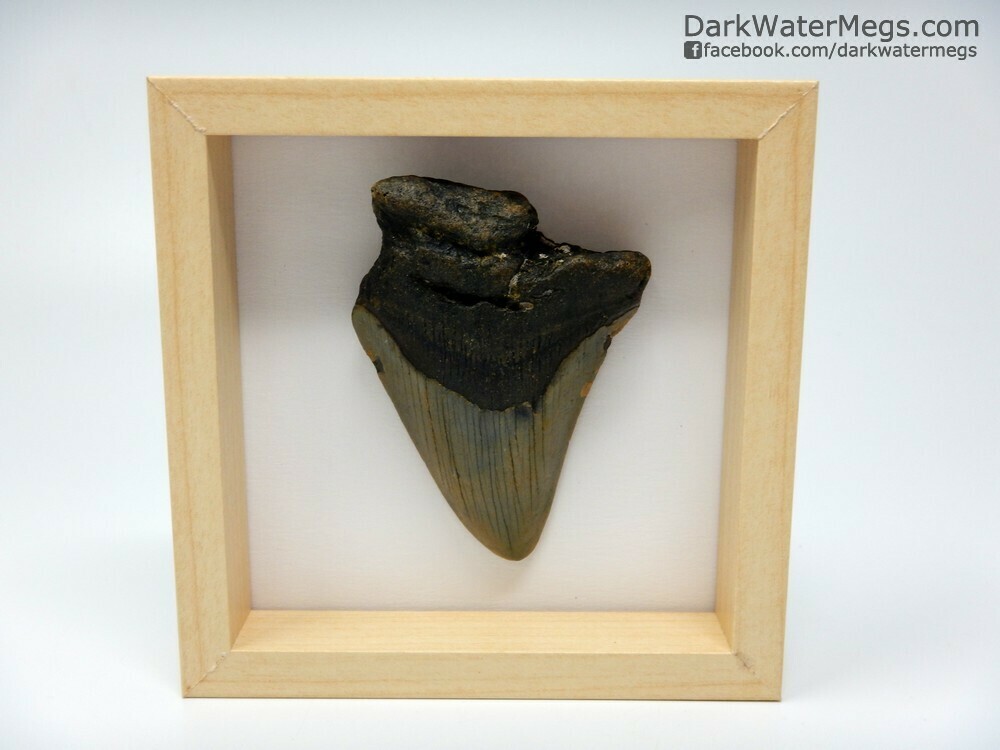 3.08&quot; bargain framed megalodon