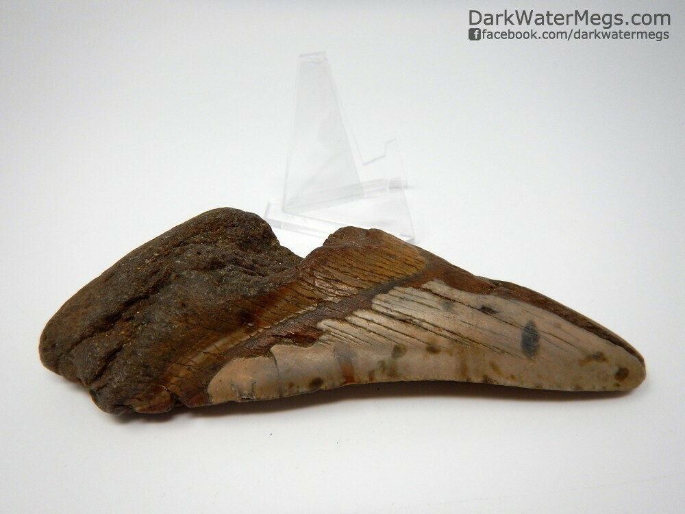 5.37&quot; big bargain megalodon on stand
