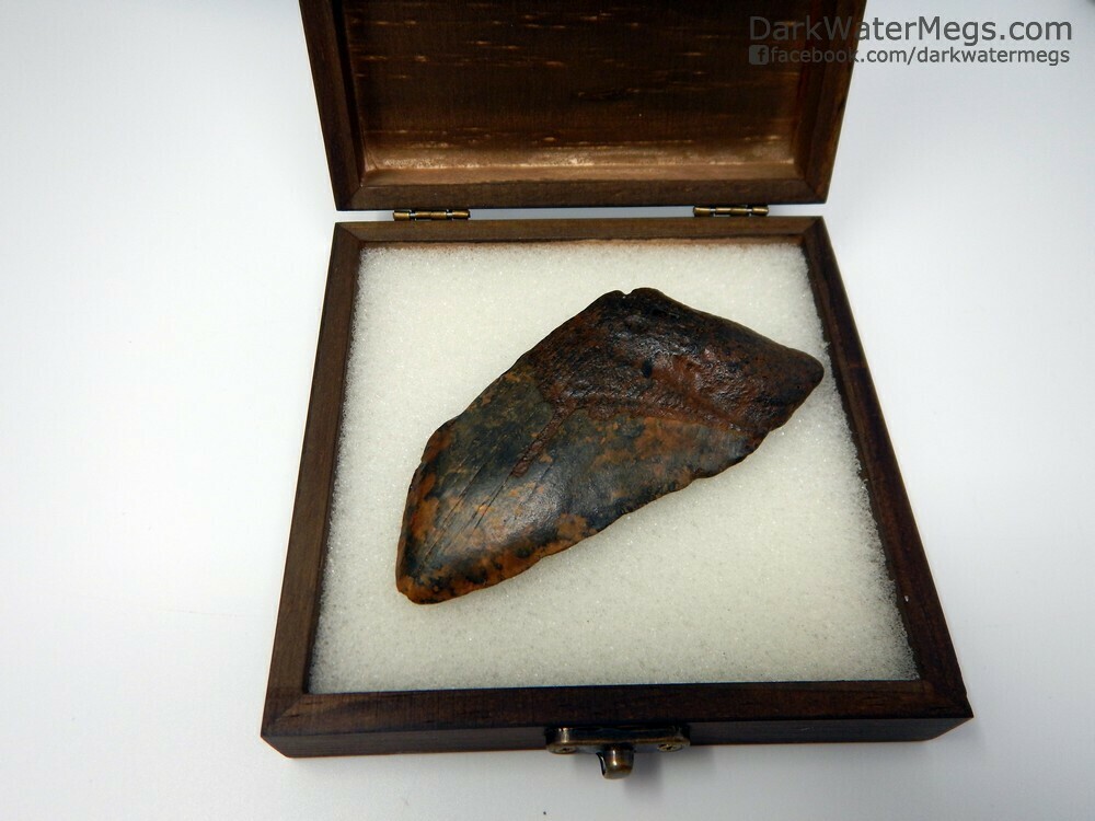 4.28&quot; dark orange megalodon in box