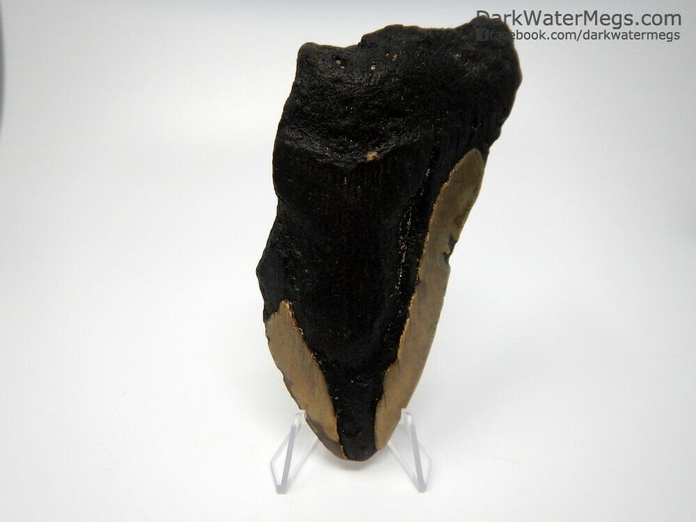 5.02&quot; large bargain megalodon on stand