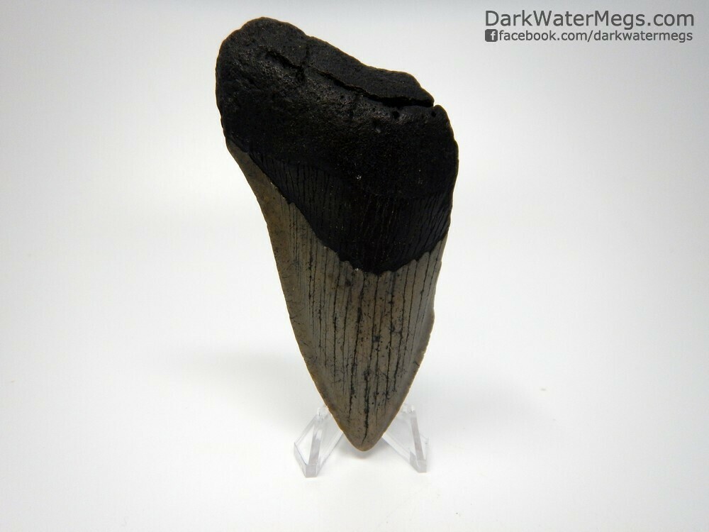 4.14&quot; bargain dark root megalodon on stand