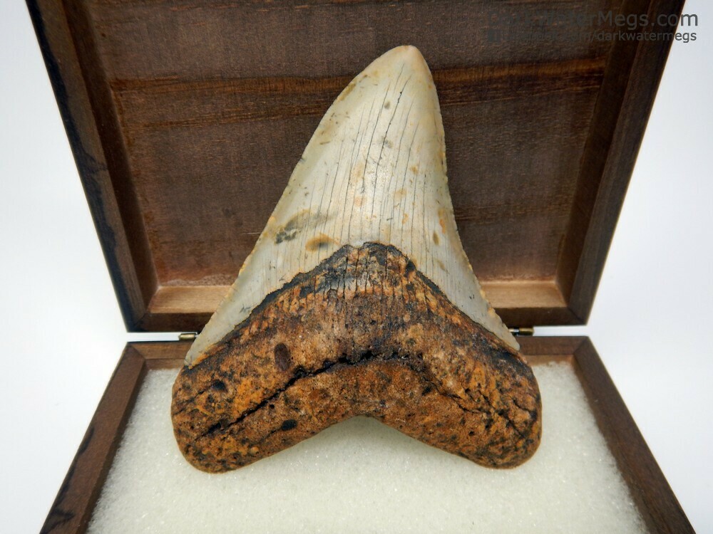 4.24&quot; beautiful dark orange root metalodon in box