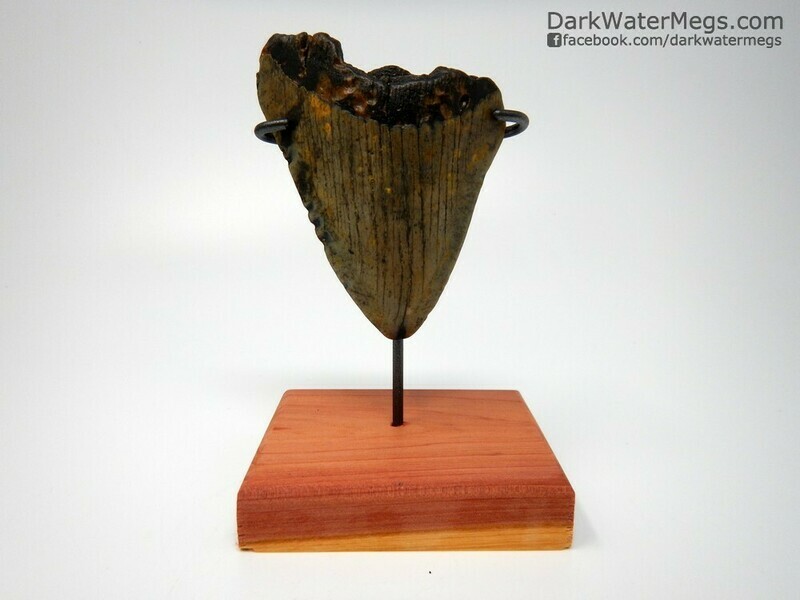 3.78" speckled blade megalodon on stand