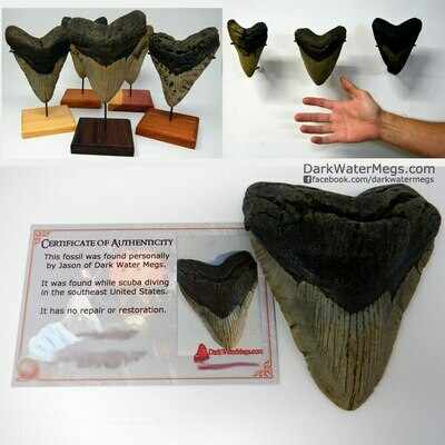 Tooth Stands / Wall Mounts / Certificates