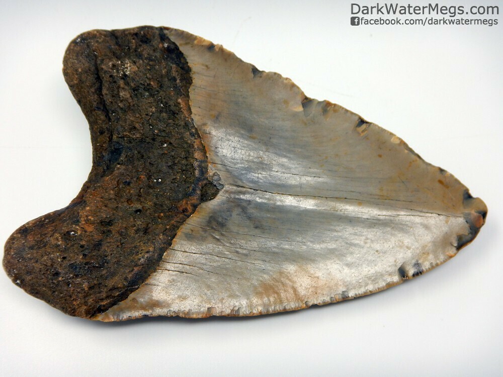 5.03&quot; wing patterned blade megalodon