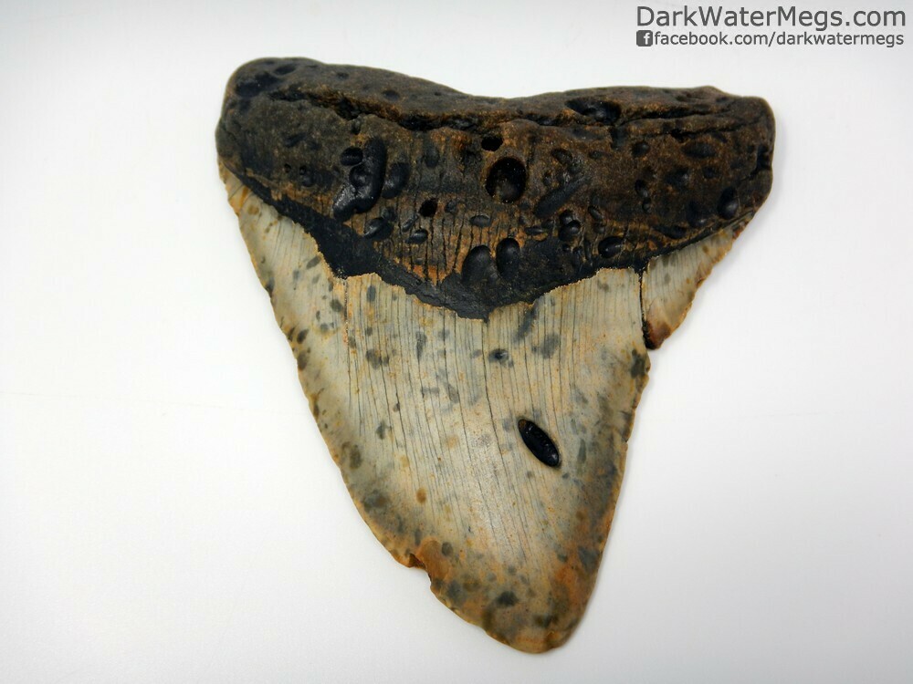 4.88&quot;sharply hooked megalodon tooth