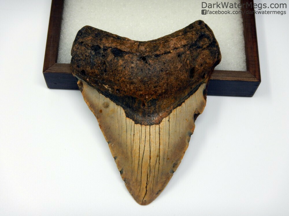 4.49&quot; dark root light blade megalodon in box