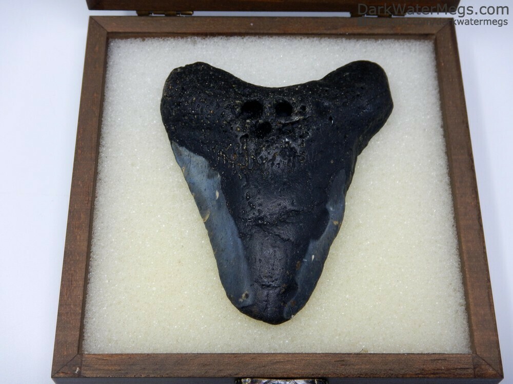 3.93&quot; very dark megalodon in box