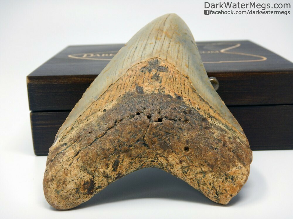 4.50&quot; goregous megalodon in box