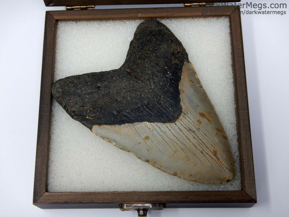4.95&quot; large megalodon in box